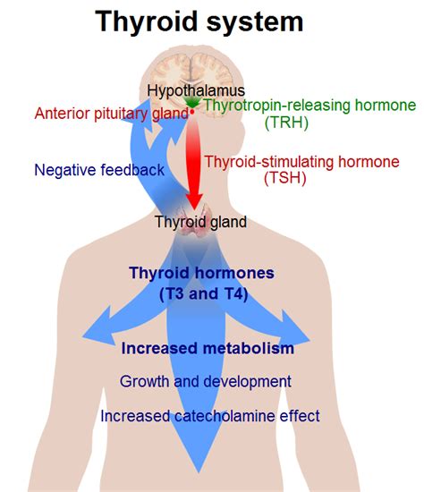 Hormones Of Thyroid Gland Howmed