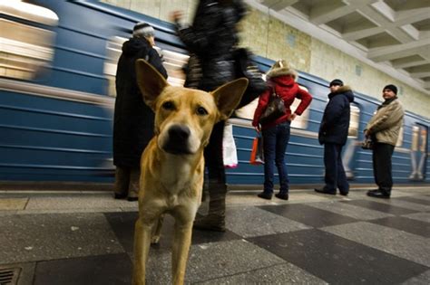 Stray Dogs Of Moscow Have Learned To Take The Subway Photos And Story