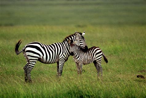 Zebra Mother And Foal Photograph By William Ervinscience Photo Library
