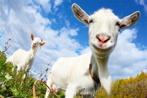 Inilah Kriteria Hewan Qurban yang baik! - Cahaya Islam