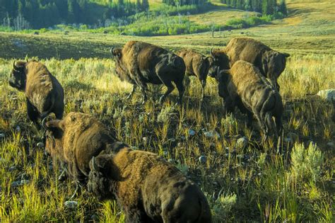 Bison Buffalo Yellowstone Free Photo On Pixabay