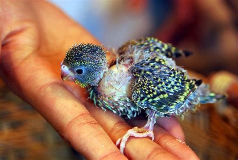 New Born Parakeet Baby Parakeets Parakeet Parrot