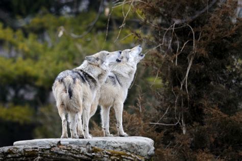 Howling Mexican Gray Wolves Stock Photo Download Image Now Istock