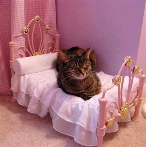Princess Cat Bed Paws And Claws Cats And Kittens