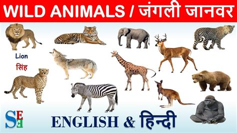 Wild Animals In Hindi And Englishlearn Wild Animals Namewild Animals