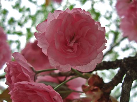 Fotos Gratis árbol Pétalo Florecer Primavera Botánica Rosado