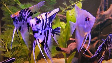 Angelfish Care And Tank Set Up Guide Youtube