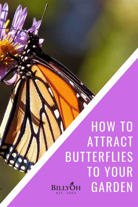 How To Attract Butterflies To Your Garden Attract Butterflies Garden