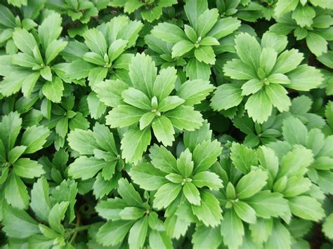Sep 08, 2020 · they make great ground cover plants in zone 8 and spread quickly by underground stems and suckers. Pachysandra