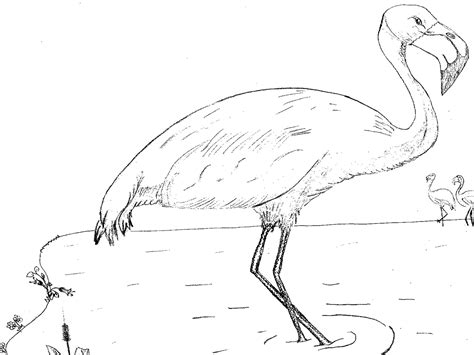 We did not find results for: Flamingo Nature Adventure