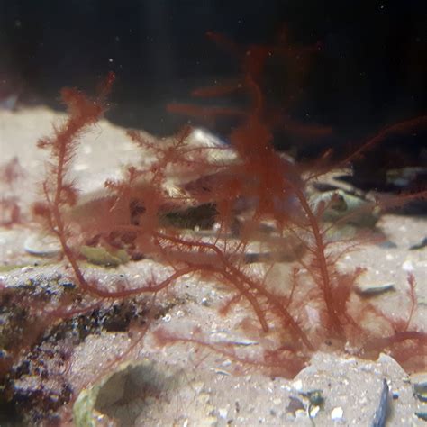 Filamentous Red Algae
