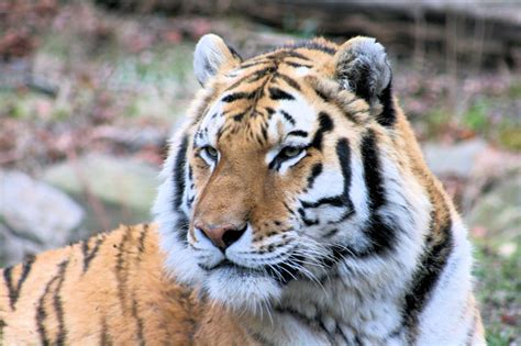 Fileroyal Bengal Tiger Wikipedia