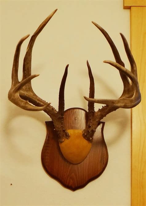 Whitetail Deer Plaque Mounted Antlers 6x5 Non Typical