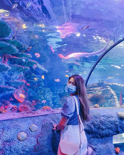 Dine Underwater Surrounded By Graceful Fish And Sharks In Sea Life