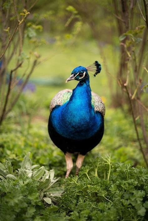 40 Beautiful Mind Relaxing Peacock Pictures