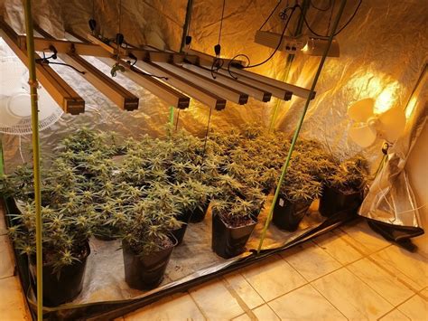weeded out cape town cops smoke out married couple with two dagga plantations news24