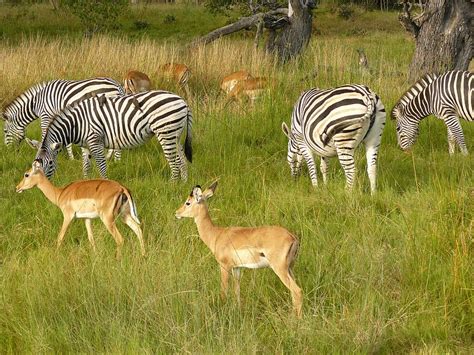 hd wallpaper zebras antelope grazing chobe game park botswana africa wallpaper flare