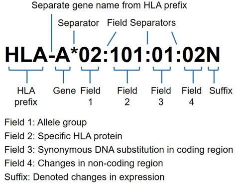 Frontiers Next Generation Sequencing Based Hla Typing Deciphering