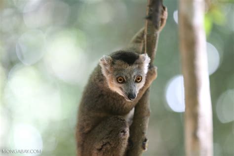 Juvenile Crowned Lemur Eulemur Coronatus