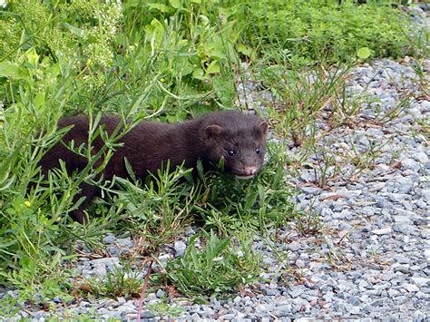Wildlife On The Island Line The American Mink Local Motion
