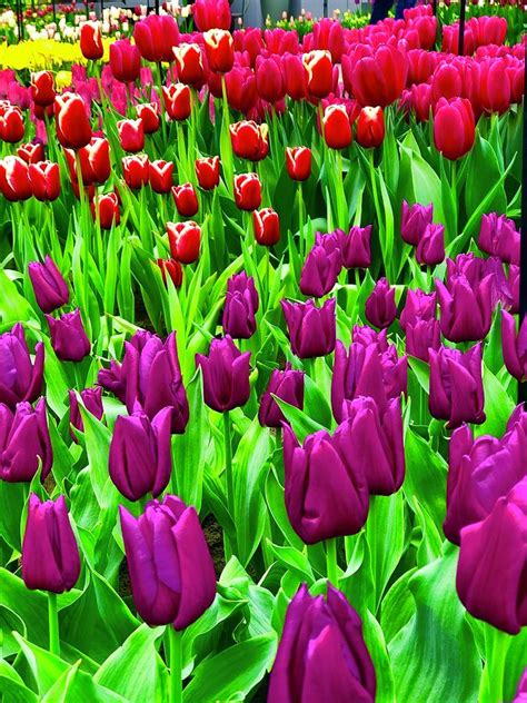Purple Passion Tulips Photograph By Photography By Petrova Pixels
