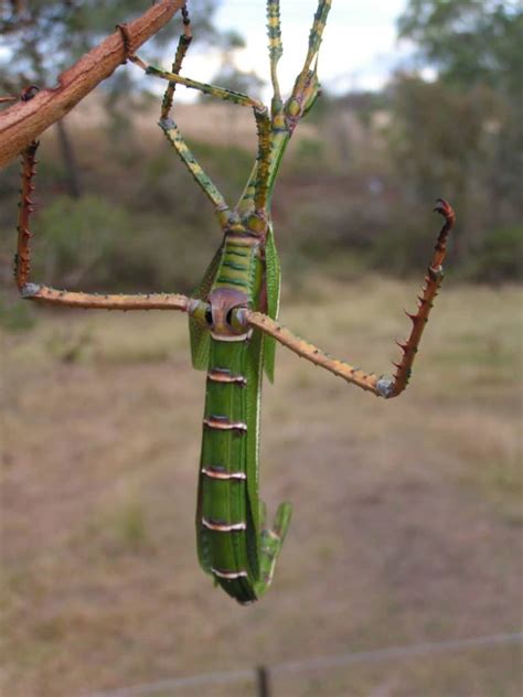 Lord Howe Island Stick Insect L Great Our Breathing Planet