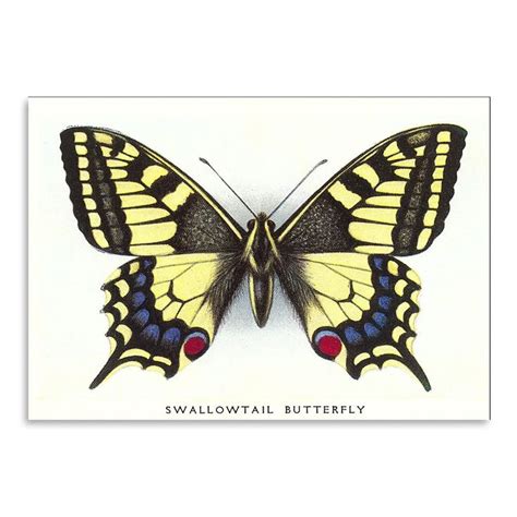 Swallowtail Butterfly By Found Image Press Art Print In 2021