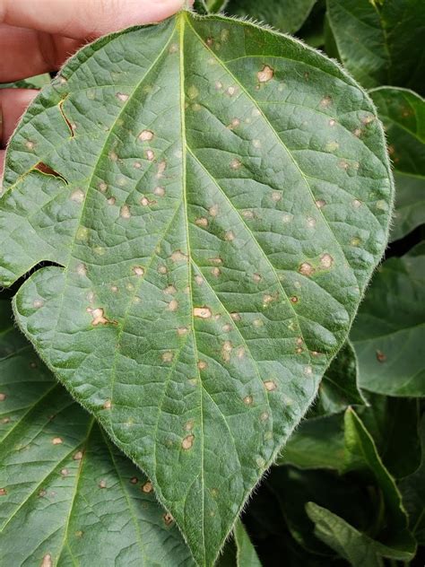 Frogeye Leaf Spot Showing Up In Soybean Cropwatch University Of