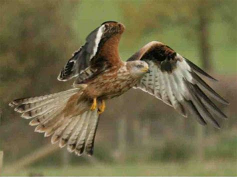 Red Kites The Most Majestic And Beautiful Birds Of Prey Hubpages