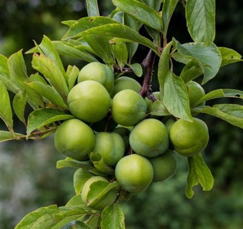 Persian Green Plum Tree Isons Nursery And Vineyard