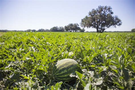 Nutrient Management For Vegetable Crops Panhandle Agriculture