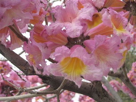 Trumpet Trees And Flowering Quinces The Smarter Gardener