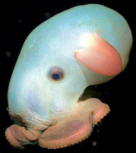 Dumbo Octopus Fun Facts Pictures And Information Hubpages