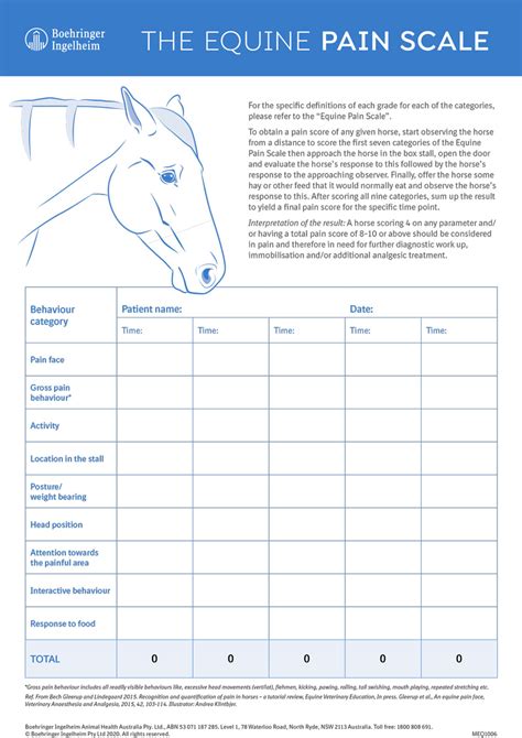 The Equine Pain Scale Southwest Equine Veterinary Group