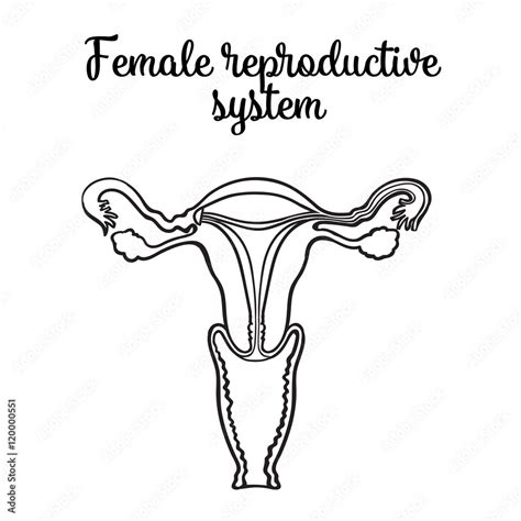 Female Reproductive System Vector Circuit Sketch Hand Drawn Illustration Isolated On White