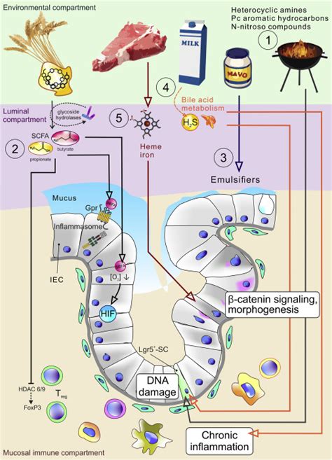 The Intestinal Microbiota In Colorectal Cancer Cancer Cell