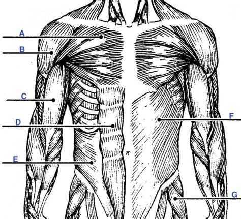 Unlabeled Muscular System Unlabeled Muscular System Muscles Of The Body Unlabeled Muscular