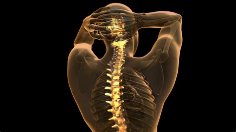 Back, bones and human spin diseases explanation vector. backbone. backache. science anatomy scan of human spine bones glowing Stock Video Footage ...
