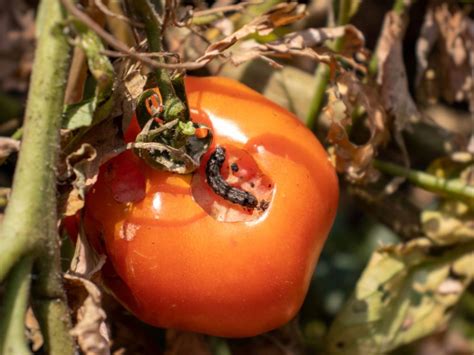 Tomato Pinworms Tips For Controlling These Tomato Eating Worms