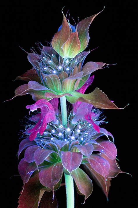 Incredible Uvivf Photography Make Flowers Glow By Craig