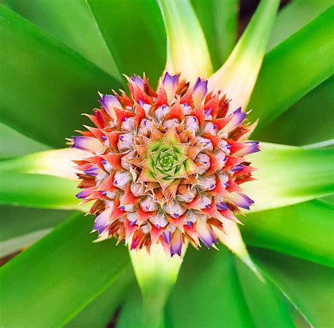 Pineapple Blooming Photograph By Roman Prystaiko