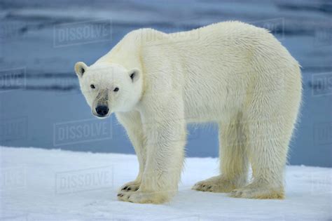 Polar Bear Ursus Maritimus On Pack Ice Svalbard Arctic Endangered