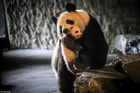 Est100 一些攝影some Photos Giant Panda Successful Reproduction 大熊貓 繁殖成功