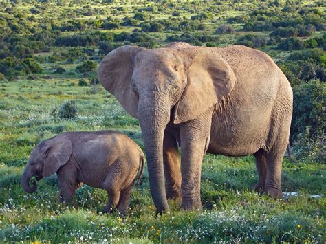 Fileafrican Bush Elephants Wikimedia Commons