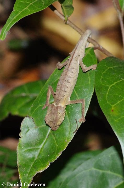 Brookesia Ebenaui Chamaeleonidae Madagascar Daniel Goeleven Flickr