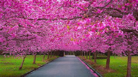 Road Between Pink Cherry Blossom Flowers Trees Green Grass Field