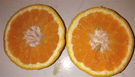 Oranger Rosso Citrus Sinensis Pg Pt Ø 4 Litres