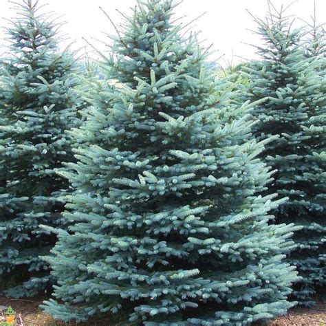 Colorado Blue Spruce For Sale Online The Tree Center