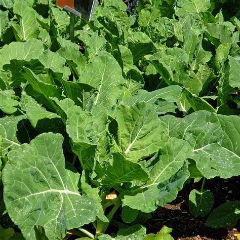 Georgia Southern Heirloom Collard Greens Seeds | Terroir Seeds