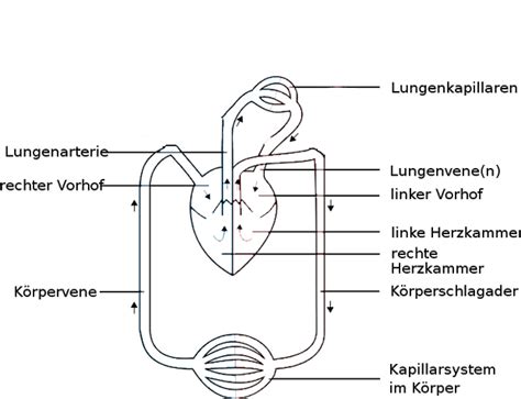 Ist trotz bester vorsätze mal etwas schief gelaufen? Kurs: Unterrichtseinheit Blutkreislauf